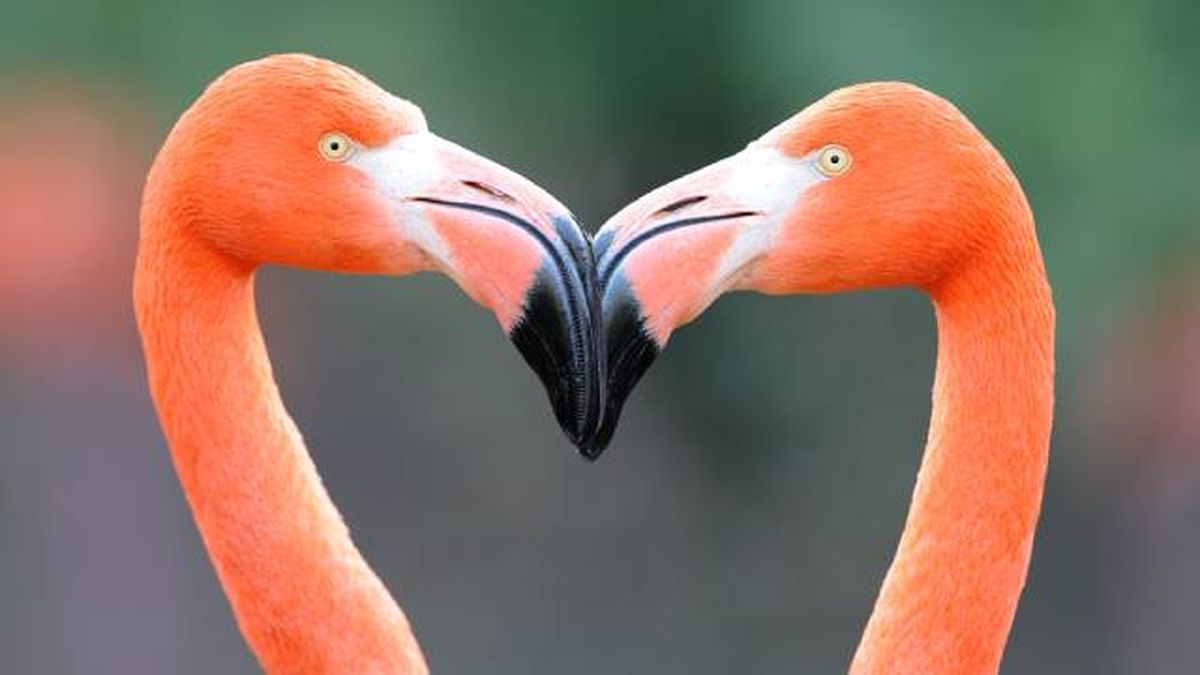 flamencos reproduccion animales oviparos