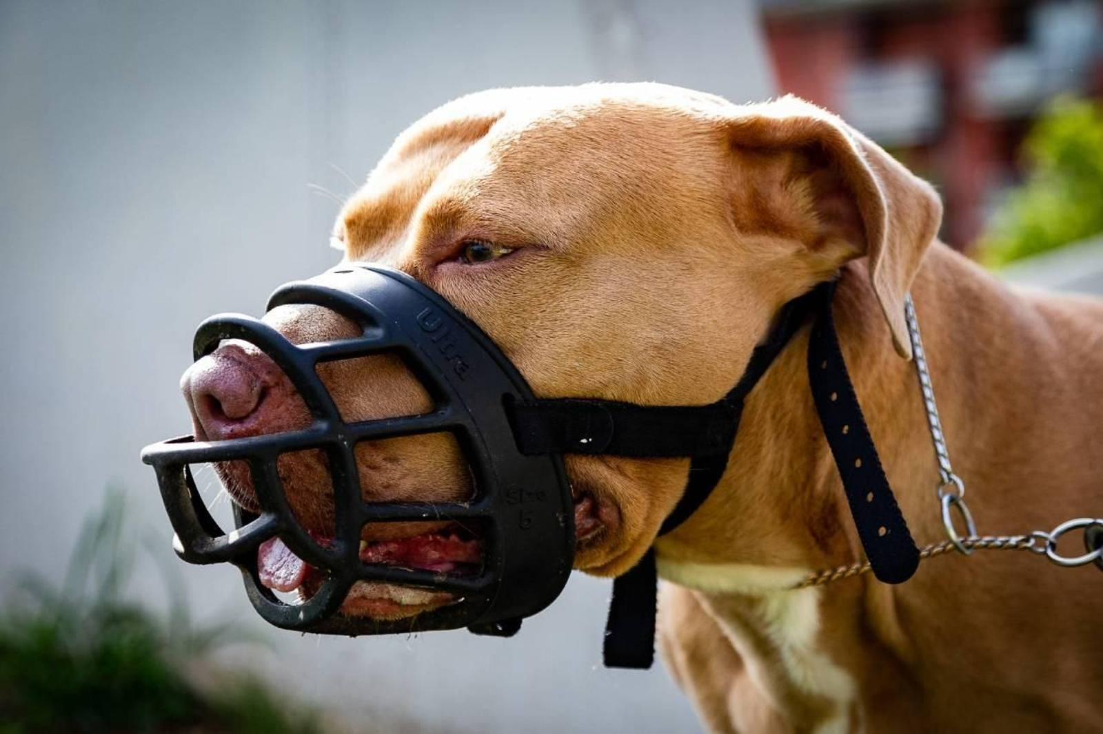 Unas normas que exigen que los perros de razas PPP deben llevar sí o sí bozal en lugares públicos.