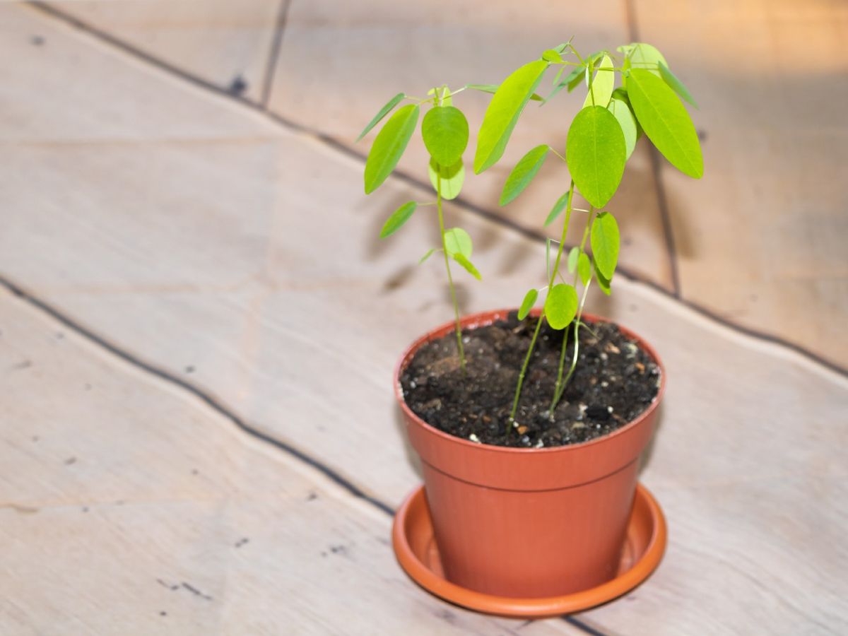 La Desmodium gyrans es conocida como la planta bailonga.