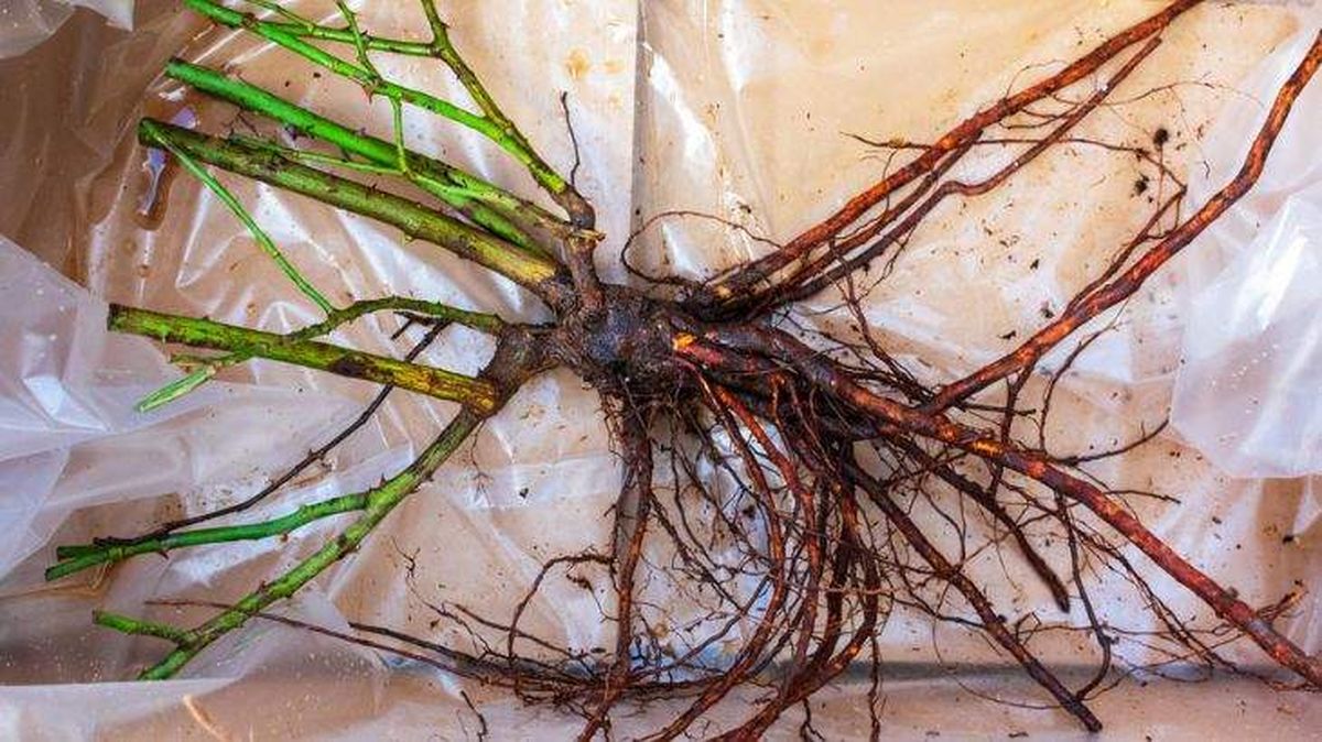 rosal con raiz desnuda