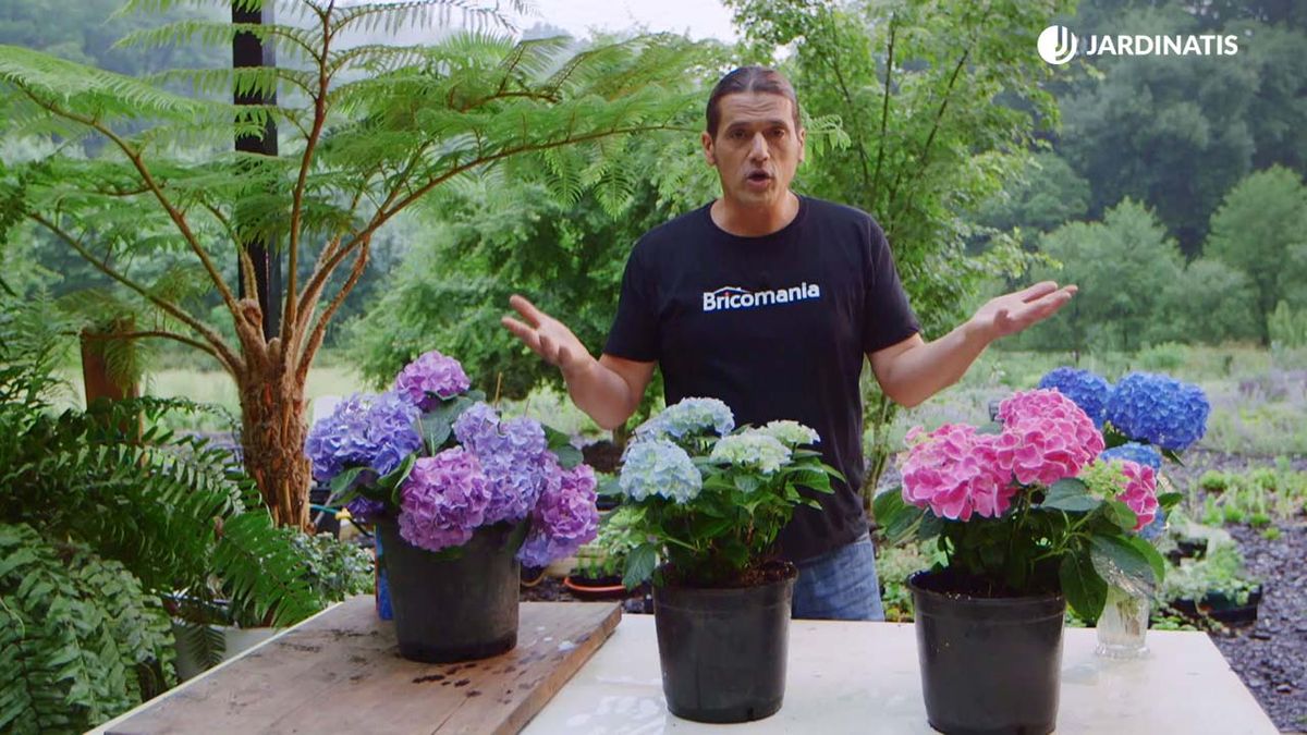 brico 0917 3 potenciar color hortensias variedades