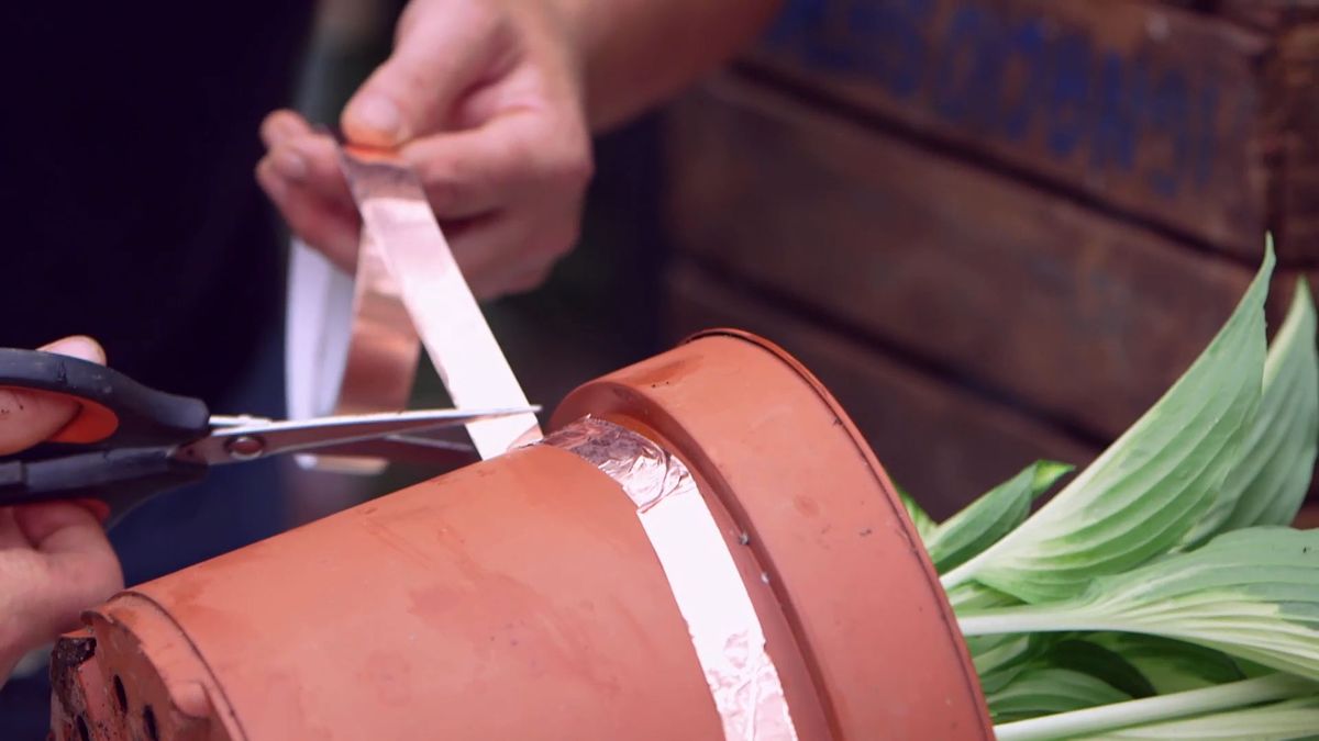 bBrico 953 3 cinta cobre plaga caracoles hostas cortar cinta