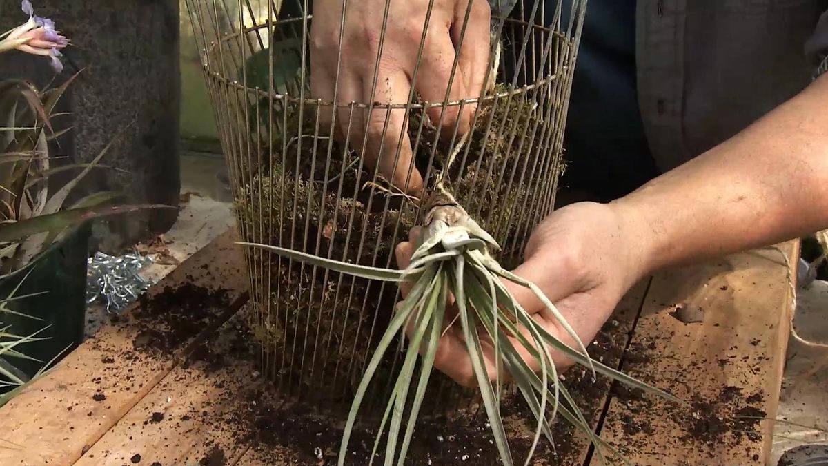 Deco729 jardineria composicion claveles aire