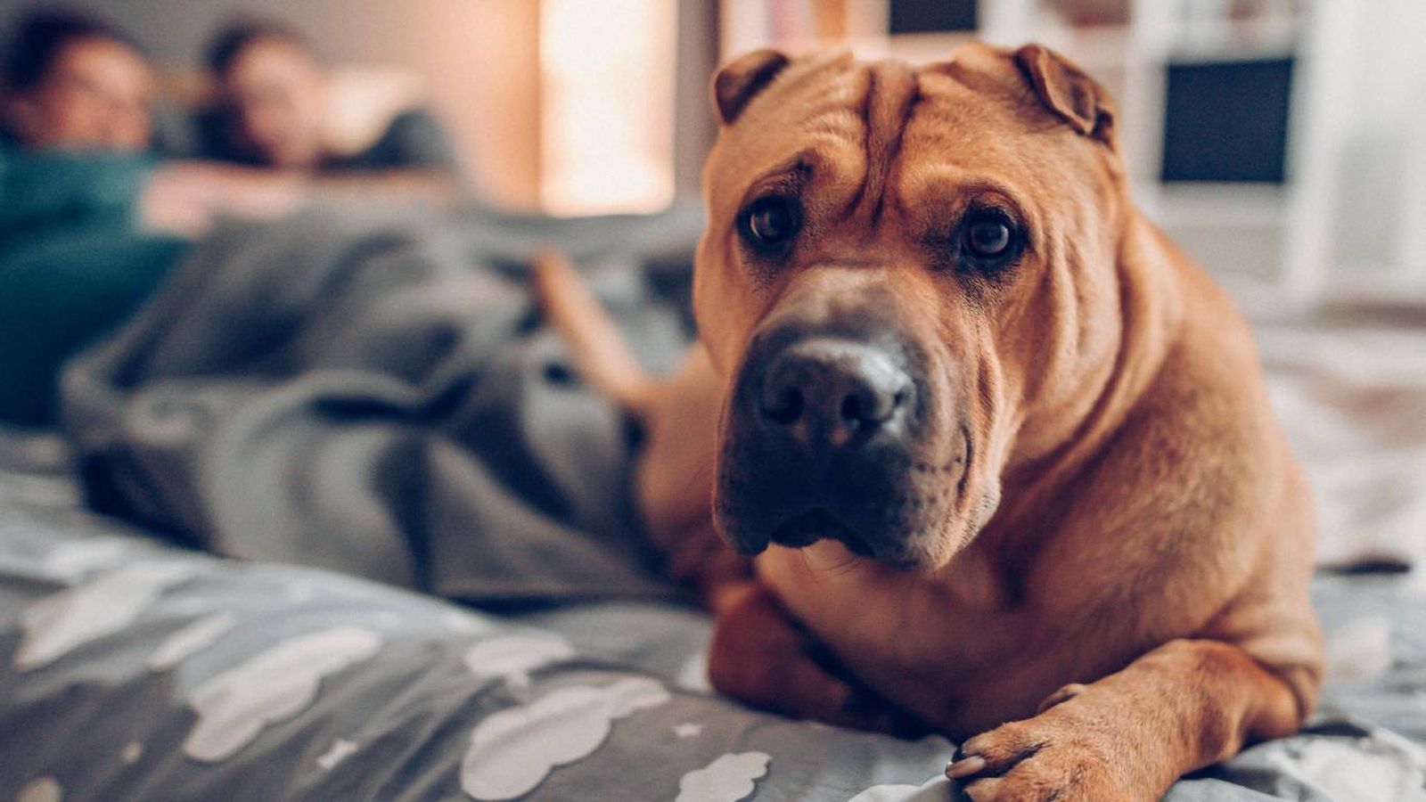 Uno de los significados más frecuentes del suspiro perruno es la relajación total Uno de los significados más frecuentes del suspiro perruno es la relajación total
