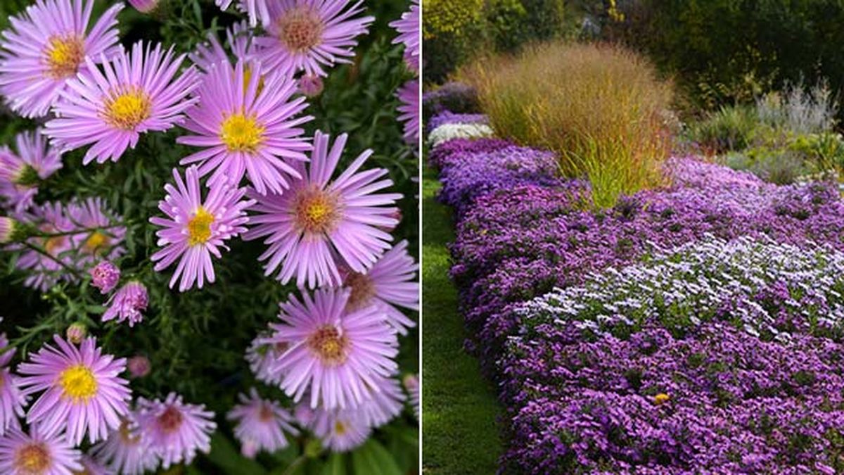 flores de otono jardin aster