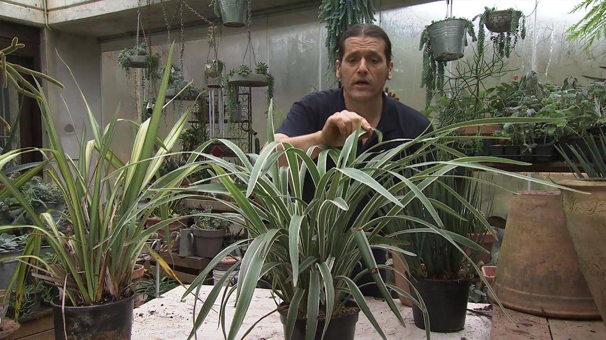 deco 768 jardin Dianella tasmanica wyeena