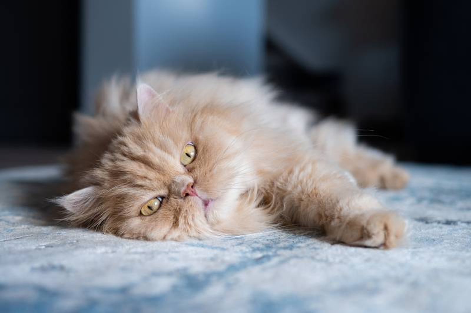 Rara vez verás a un gato persa maullar, son muy silenciosos. Rara vez verás a un gato persa maullar, son muy silenciosos.