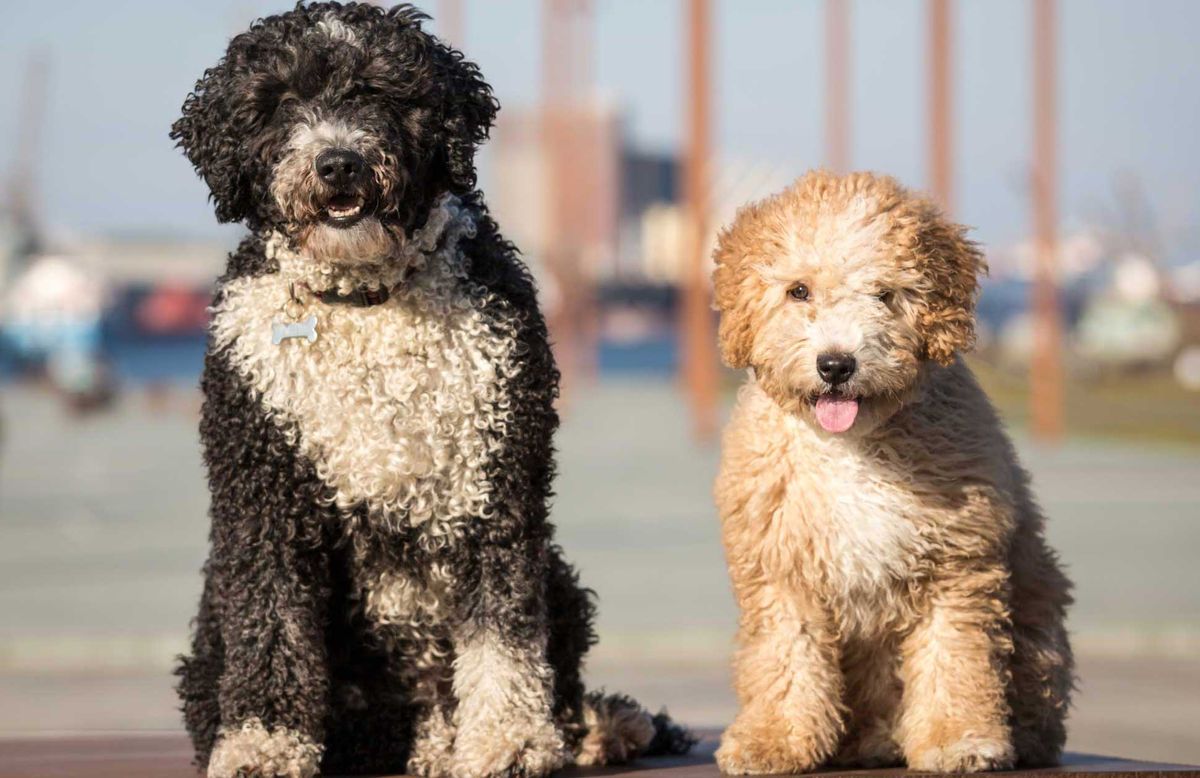 perro agua espanol xl