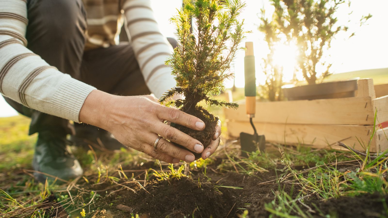 Las plantas de pradera hay que vigilarlas durante el primer año para ver que prosperan