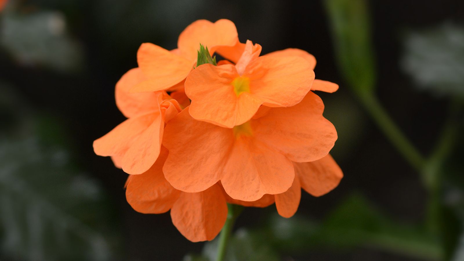 planta crossandra planta crossandra