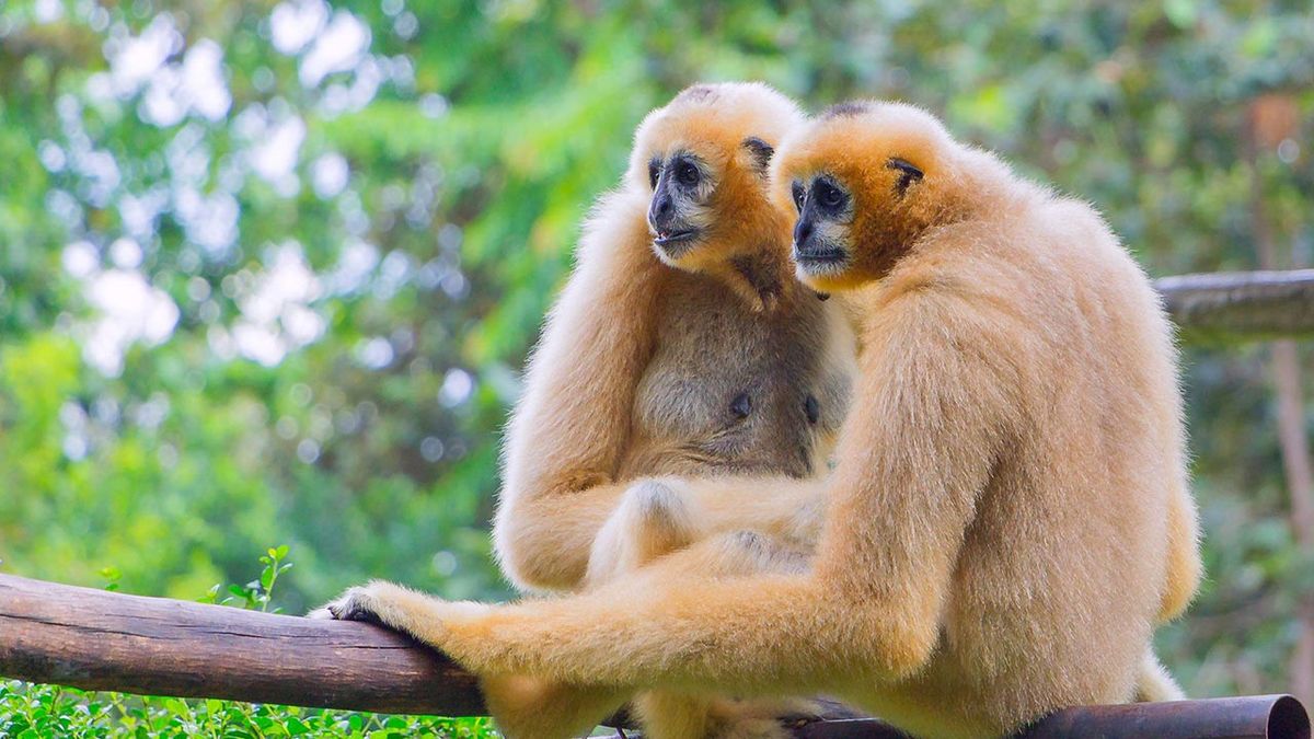 animales fieles a su pareja gibones