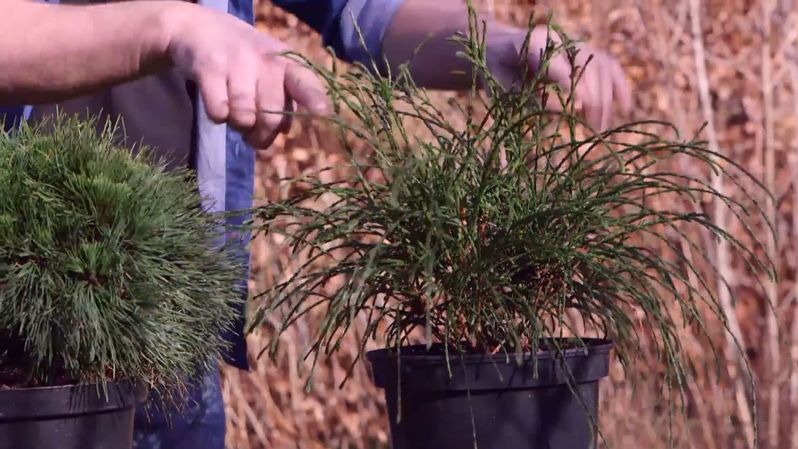 brico 939 3 coniferas forma esferica thuya plicata whipcord brico 939 3 coniferas forma esferica thuya plicata whipcord