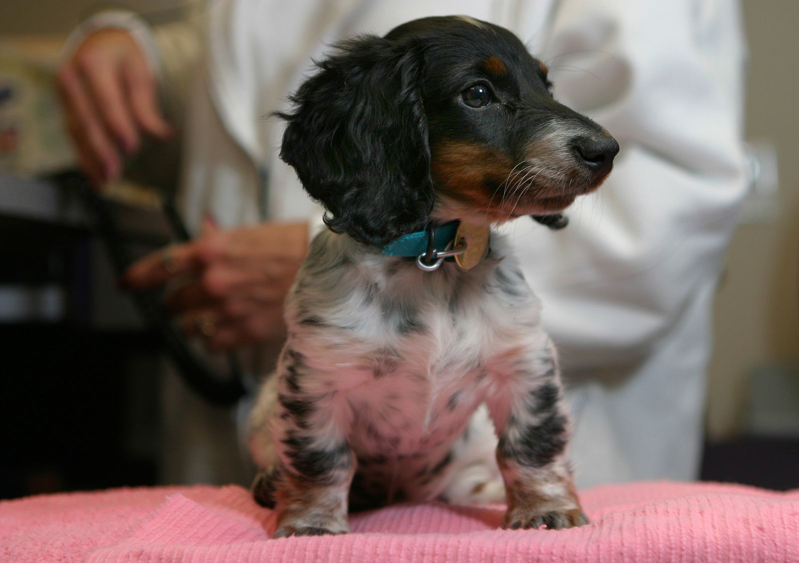 primera visita veterinario xl