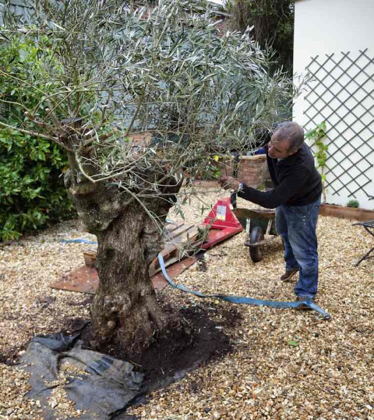 cuando plantar un olivo