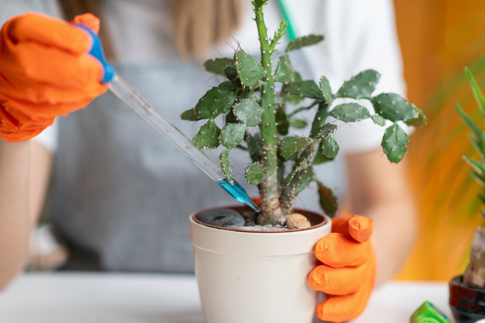 Los ácaros, conocidos como araña roja, son enemigos casi invisibles pero devastadores