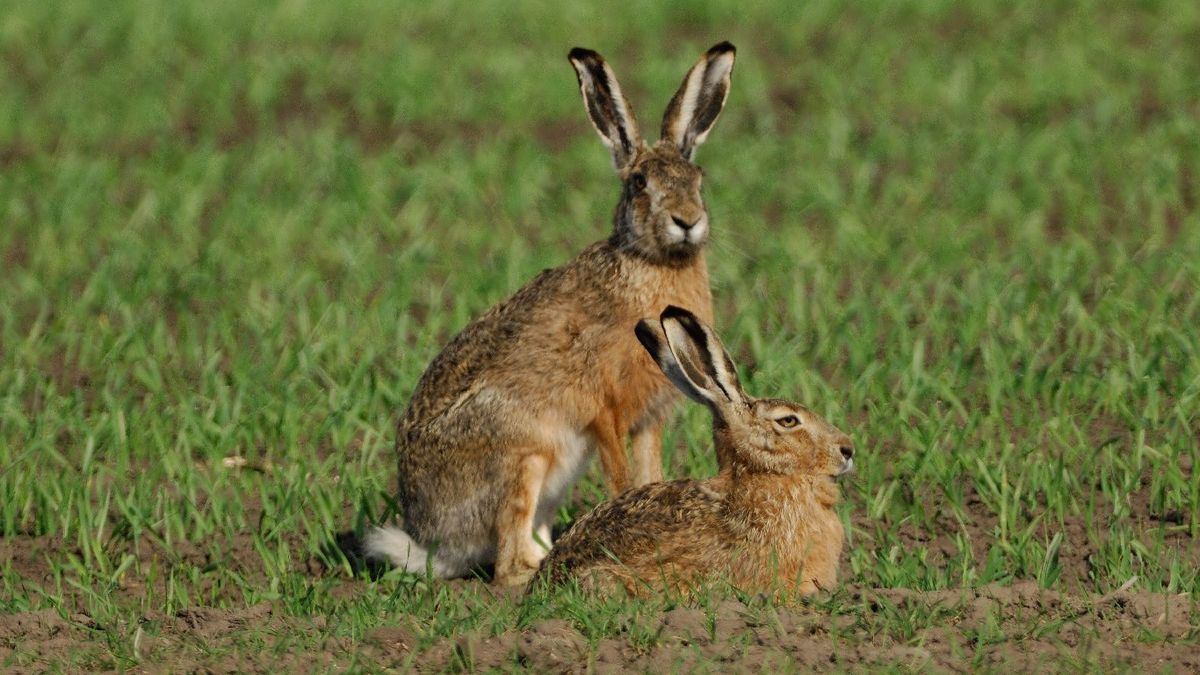 Las liebres son más solitarias o viven en parejas sueltas
