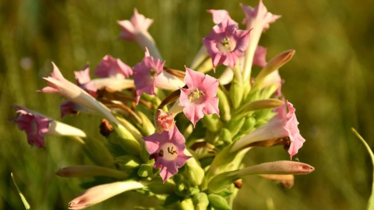 flores de la planta del tabaco nicotiana tabacum