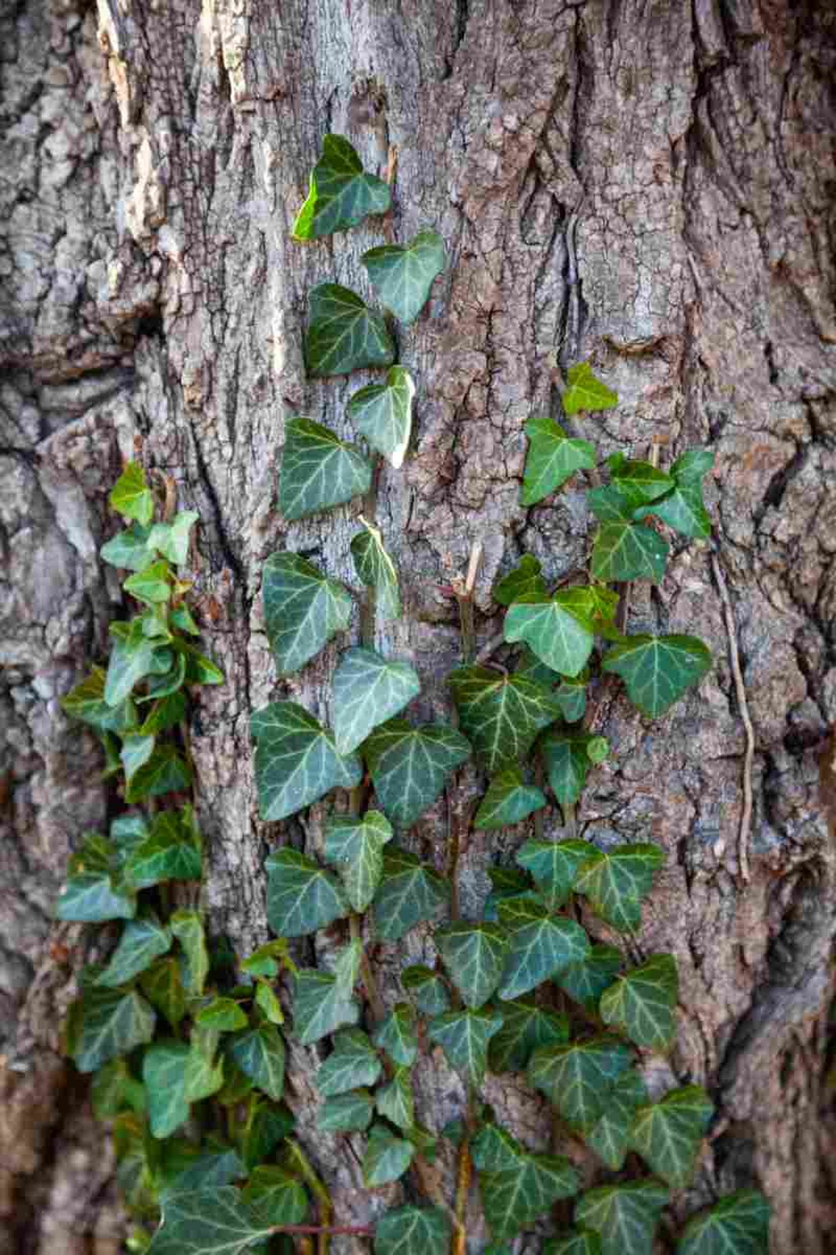 Hiedra sobre un árbol