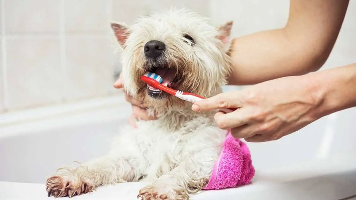 como limpiar dientes perros gatos 3