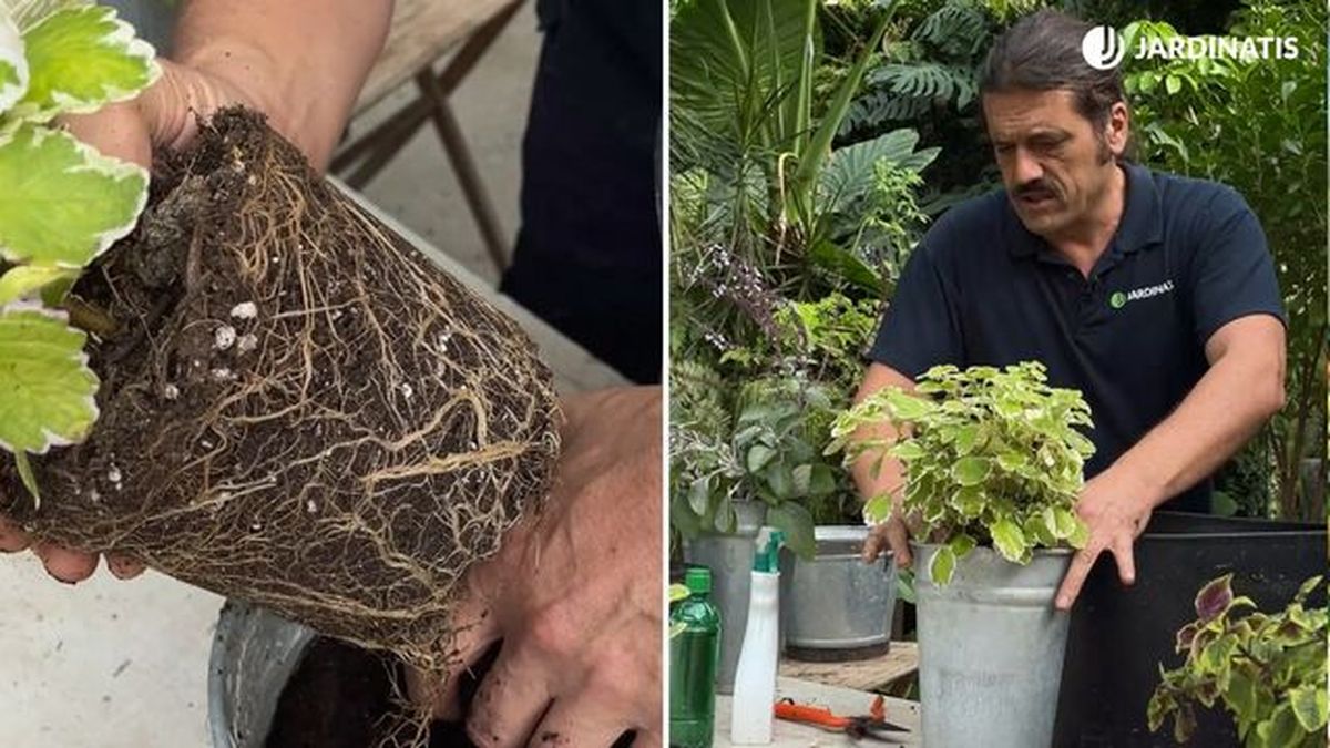 Iñigo Segurola trasplantando el Plectranthus coleoides