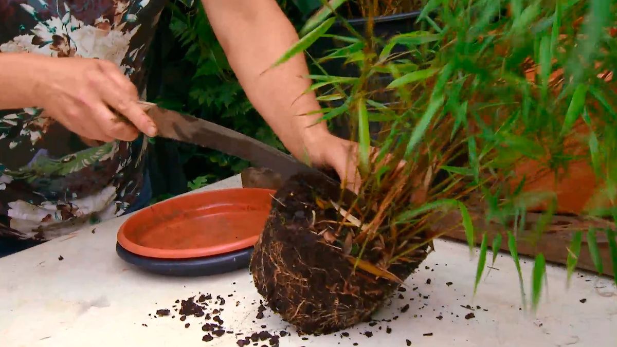 División de mata de un Bambú Fargesia