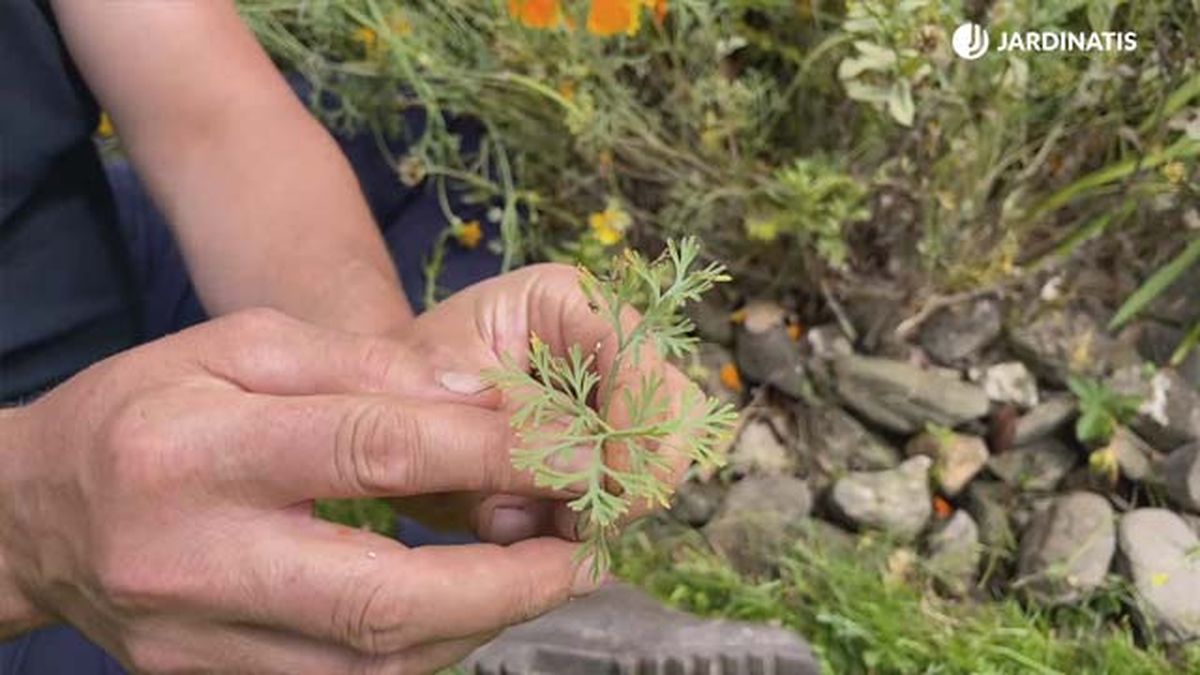 planta pequena de amapola de california en el jardin jardinatis