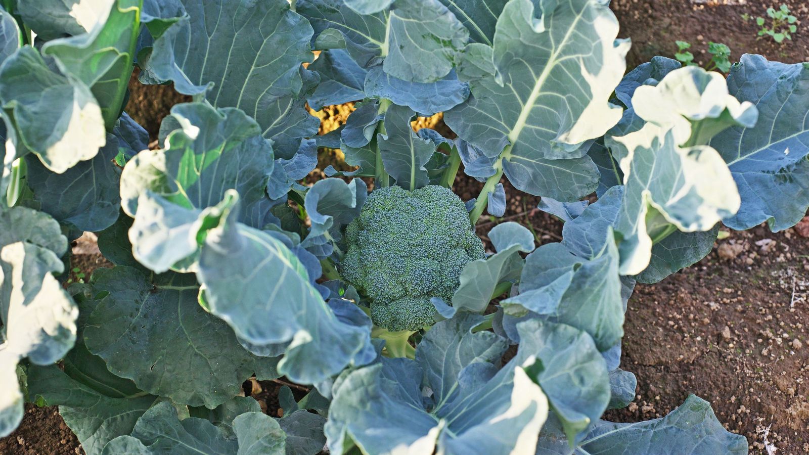 El brócoli es otra hortaliza resistente al frío que puede cultivarse a la sombra parcial o total