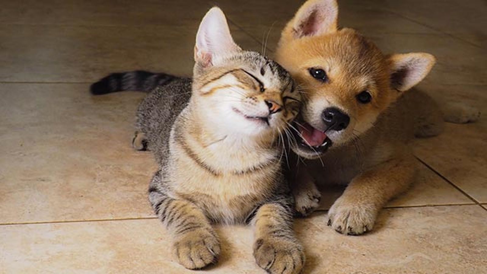 gato y perro gato y perro