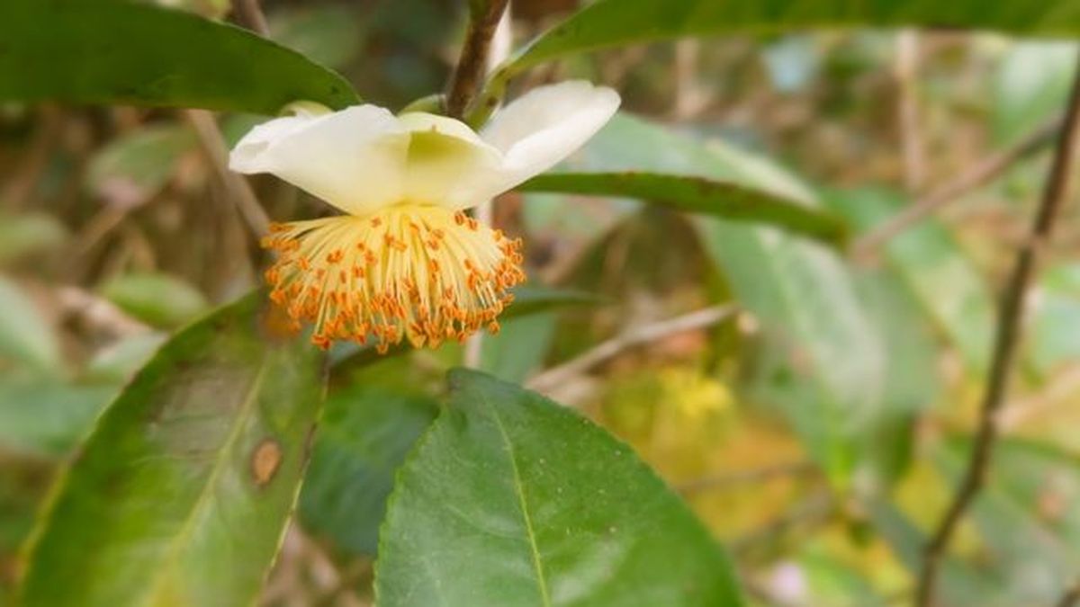 plagas y enfermedades de la camellia sinensis