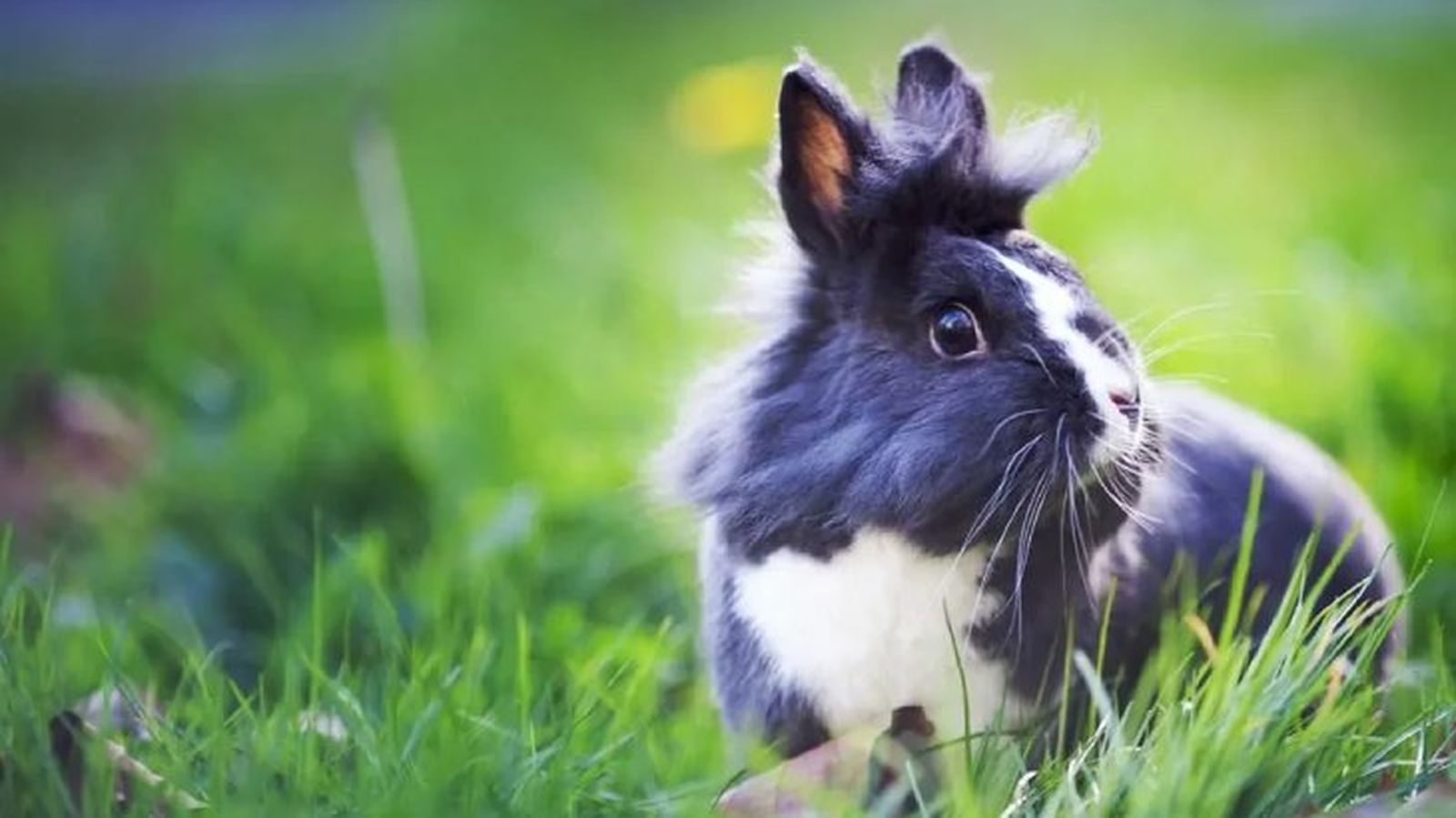 es necesario castrar a un conejo 2 es necesario castrar a un conejo 2
