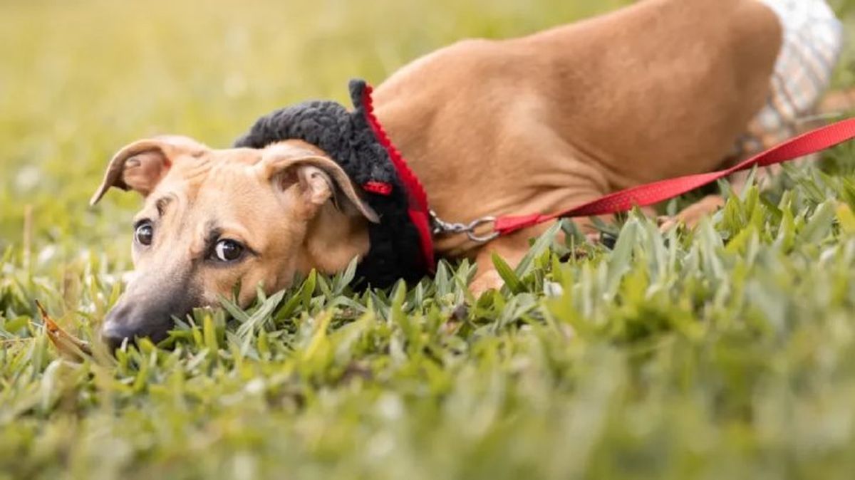 panales para perros 3