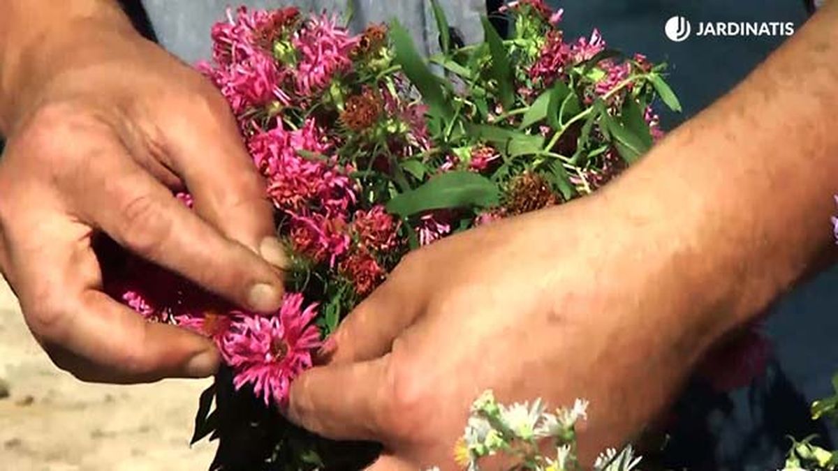 deko 0709 variedades aster variedad rosa