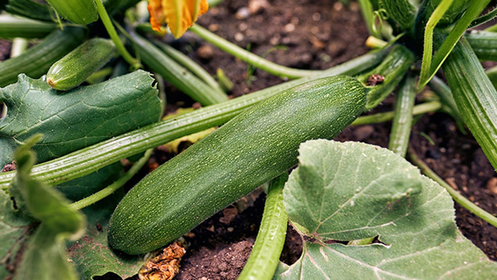como cultivar calabacines paso a paso