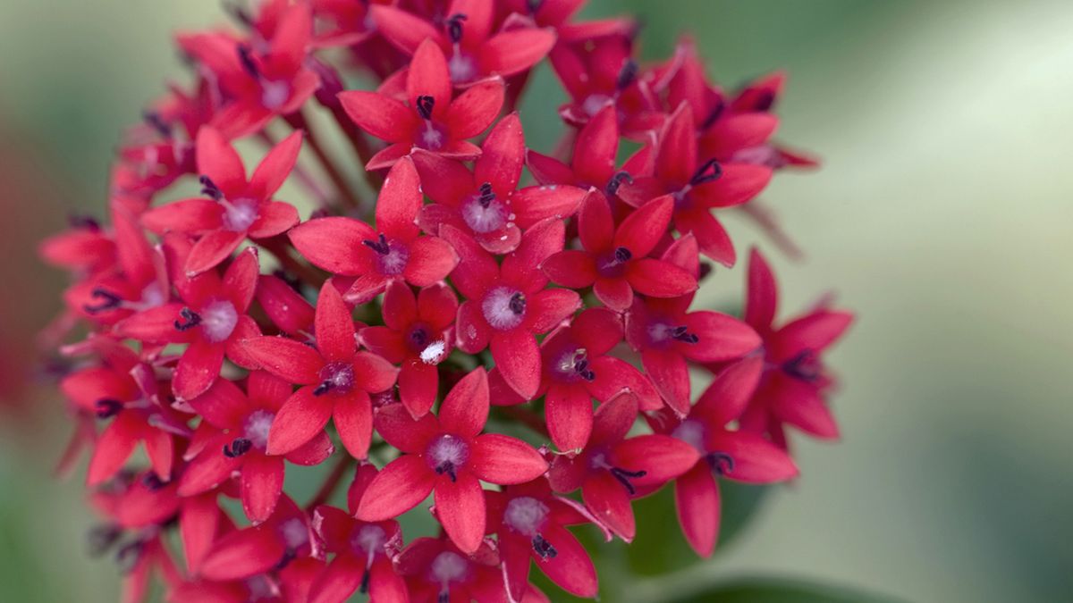 Pentas de color rojo