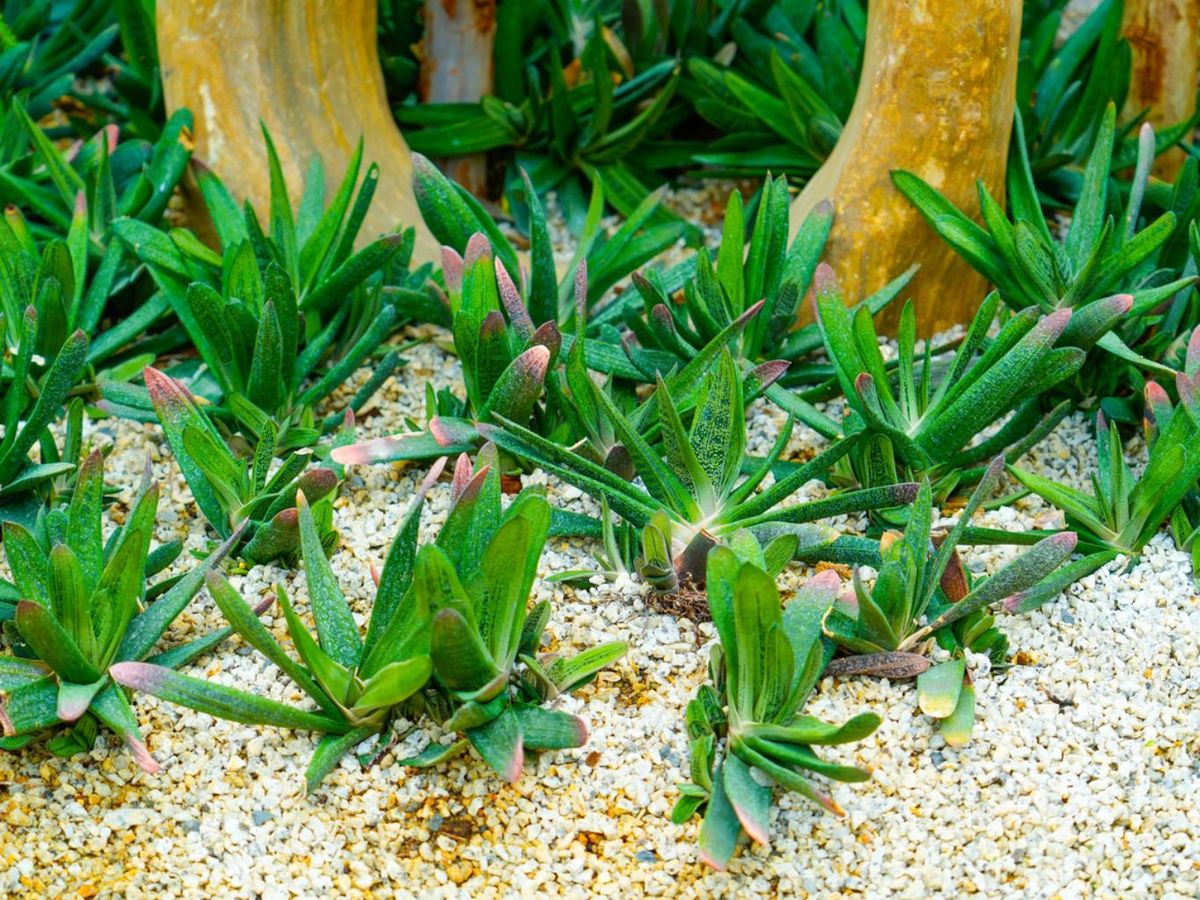 Plantas de gasteria en exterior.