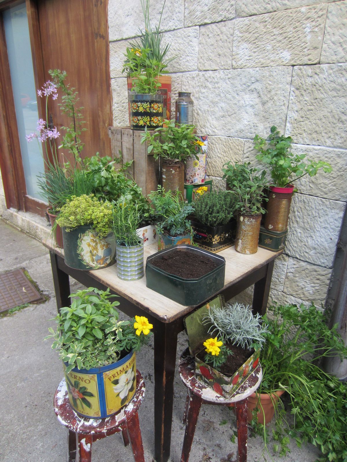 Plantas aromáticas en latas   original