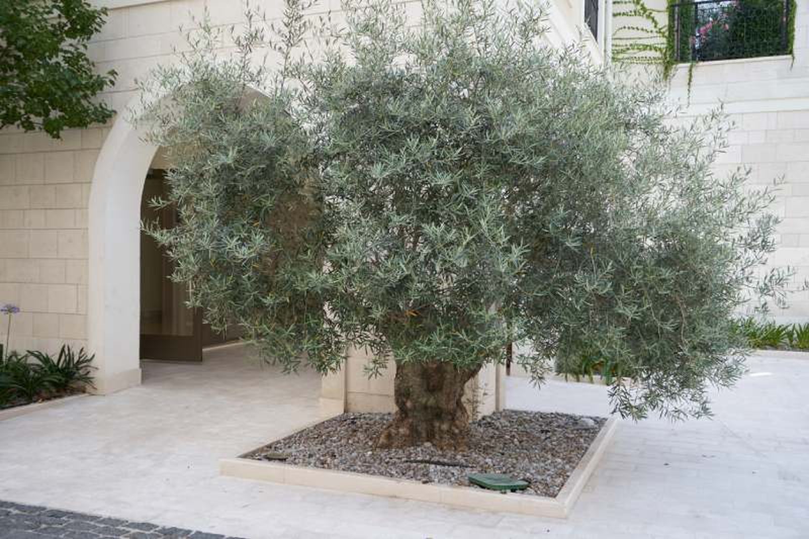 Olea europaea. Olea europaea.