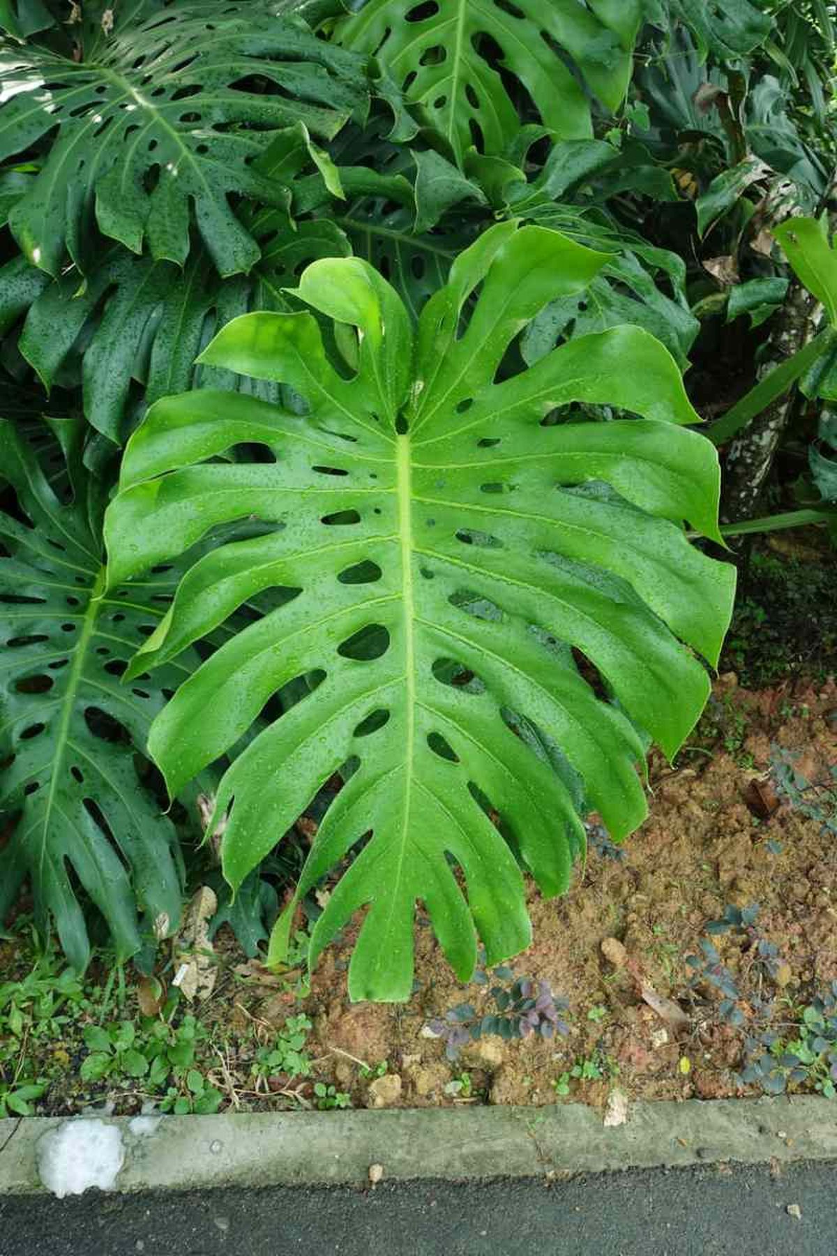 Plantas tropicales como la Costilla de Adán no soportarían heladas invernales