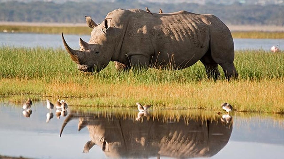 rinoceronte 1 bebiendo