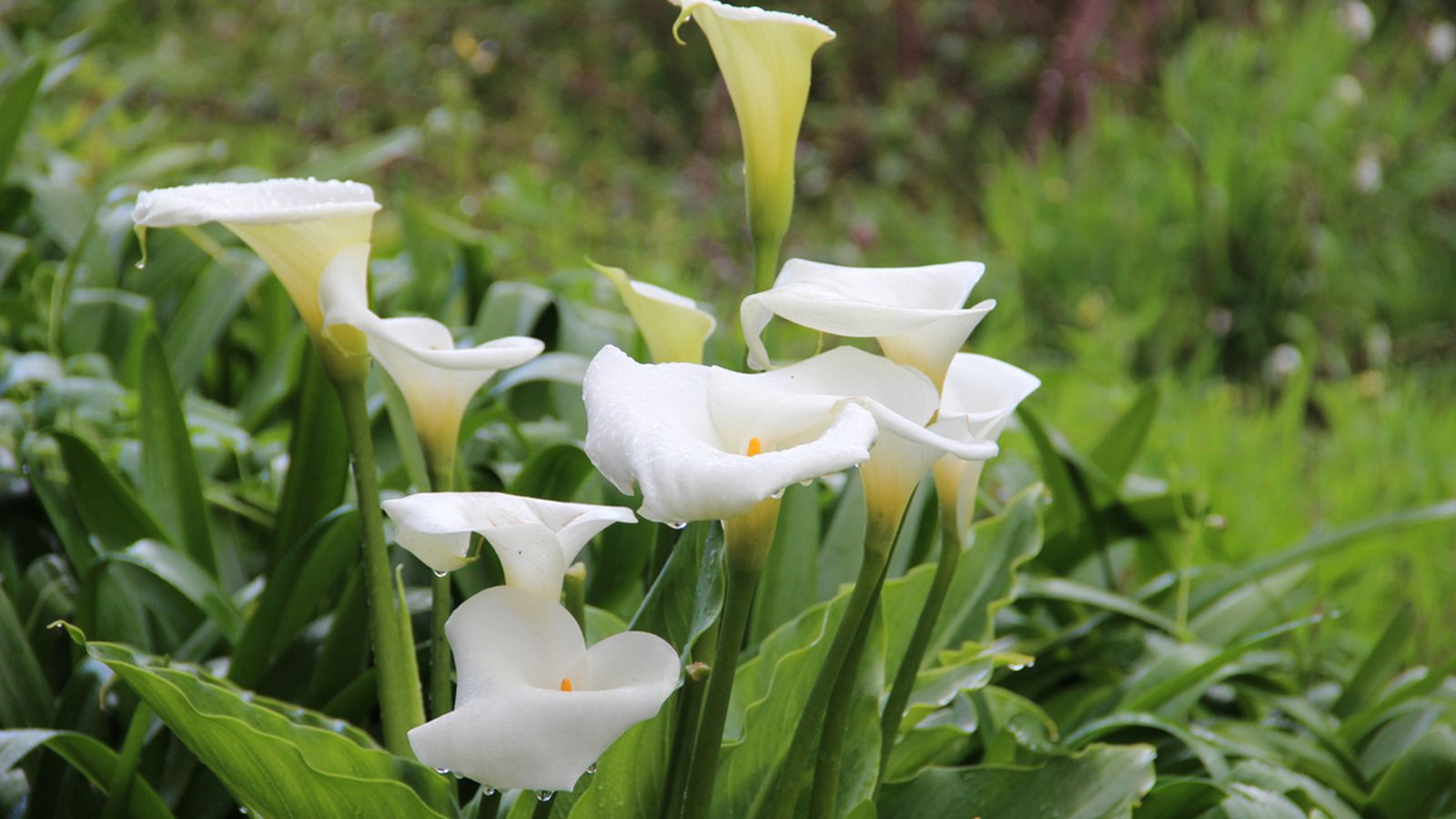 Zantedeschia aethiopica Zantedeschia aethiopica