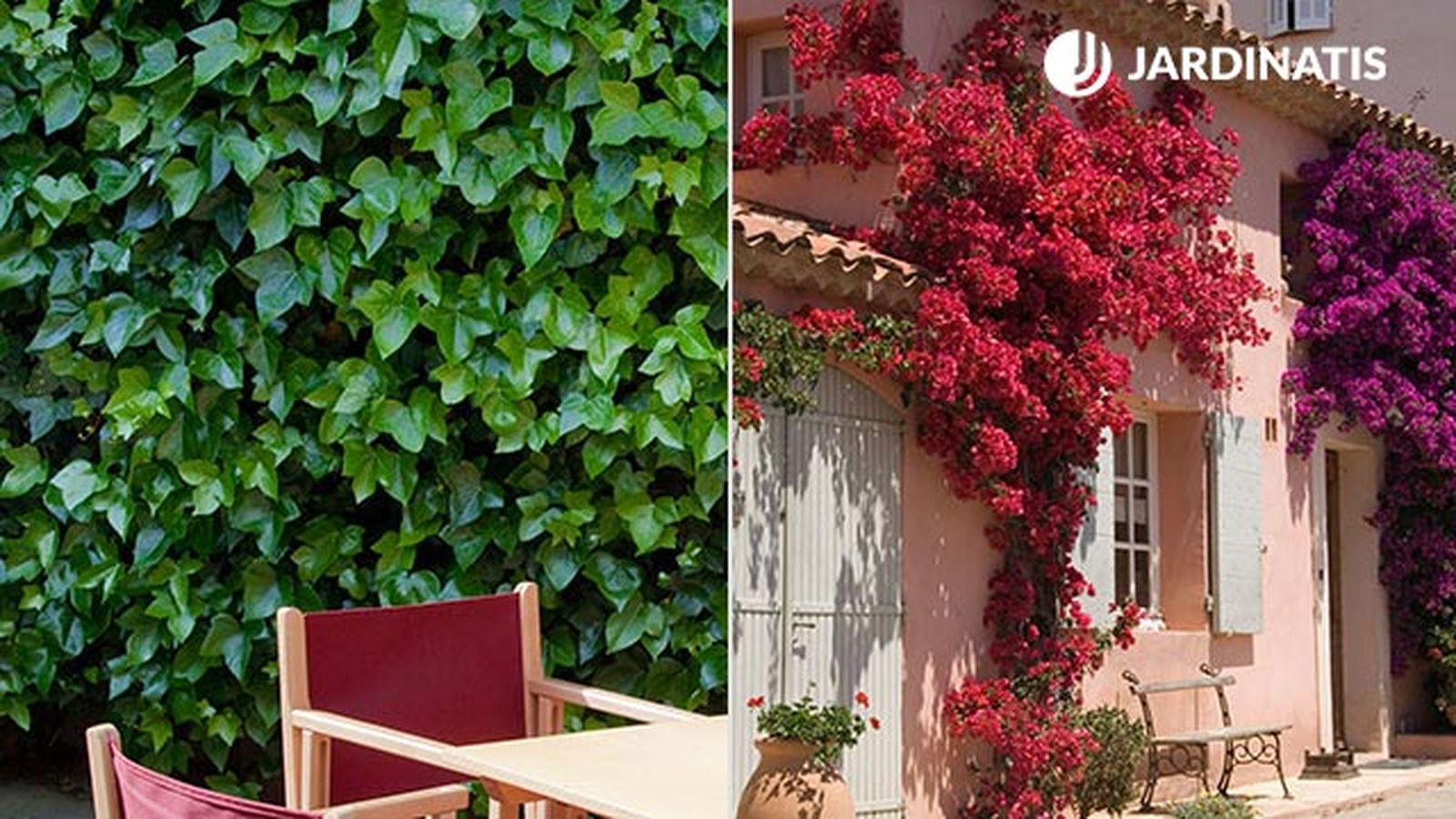 diferentes plantas decorar fachadas diferentes plantas decorar fachadas