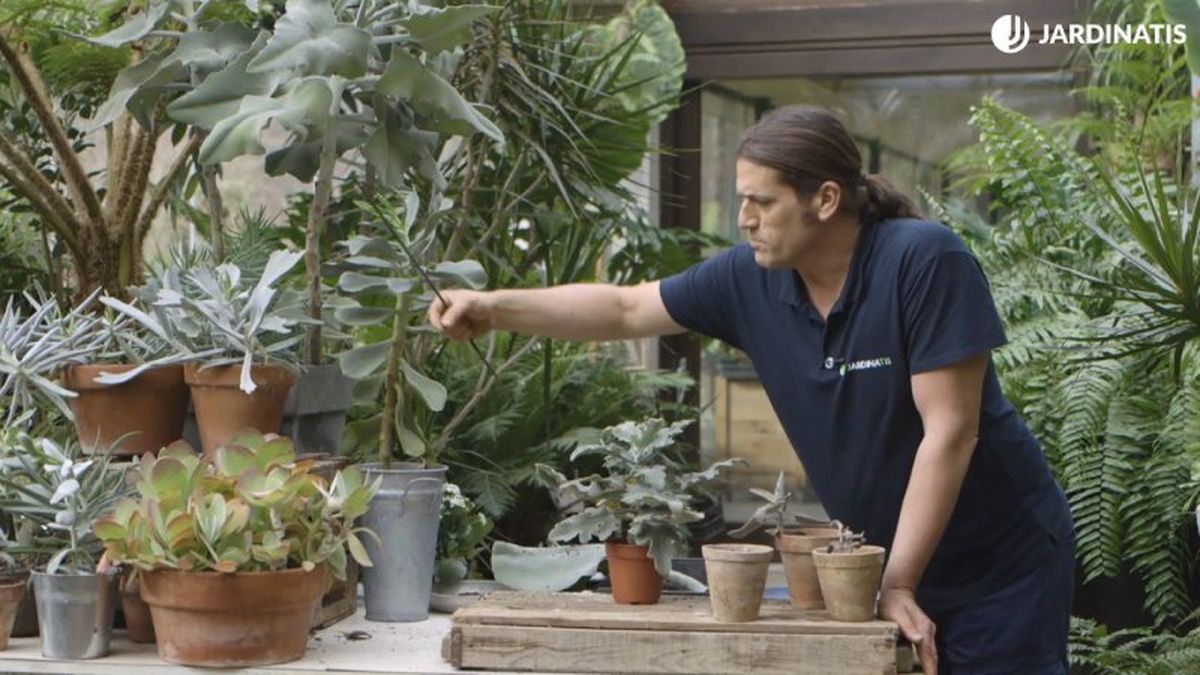 Los kalanchoes pueden destacar por sus hojas como por su floración
