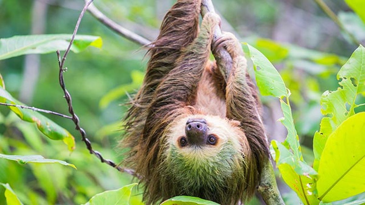 oso perezoso 3 colgado rama