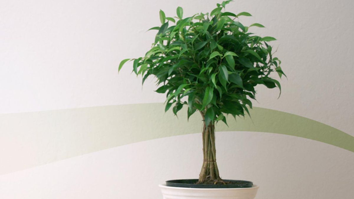 Ficus benjamina tronco