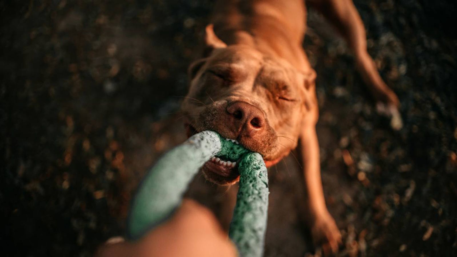 El Pit Bull es una de las razas de perro que más fuerza tiene en su mordida