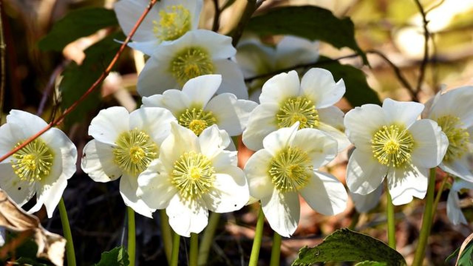 heleboro planta invierno