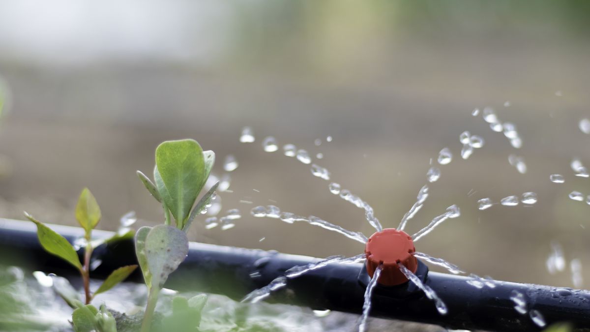 Las plantas deben aprender a gestionar la escasez