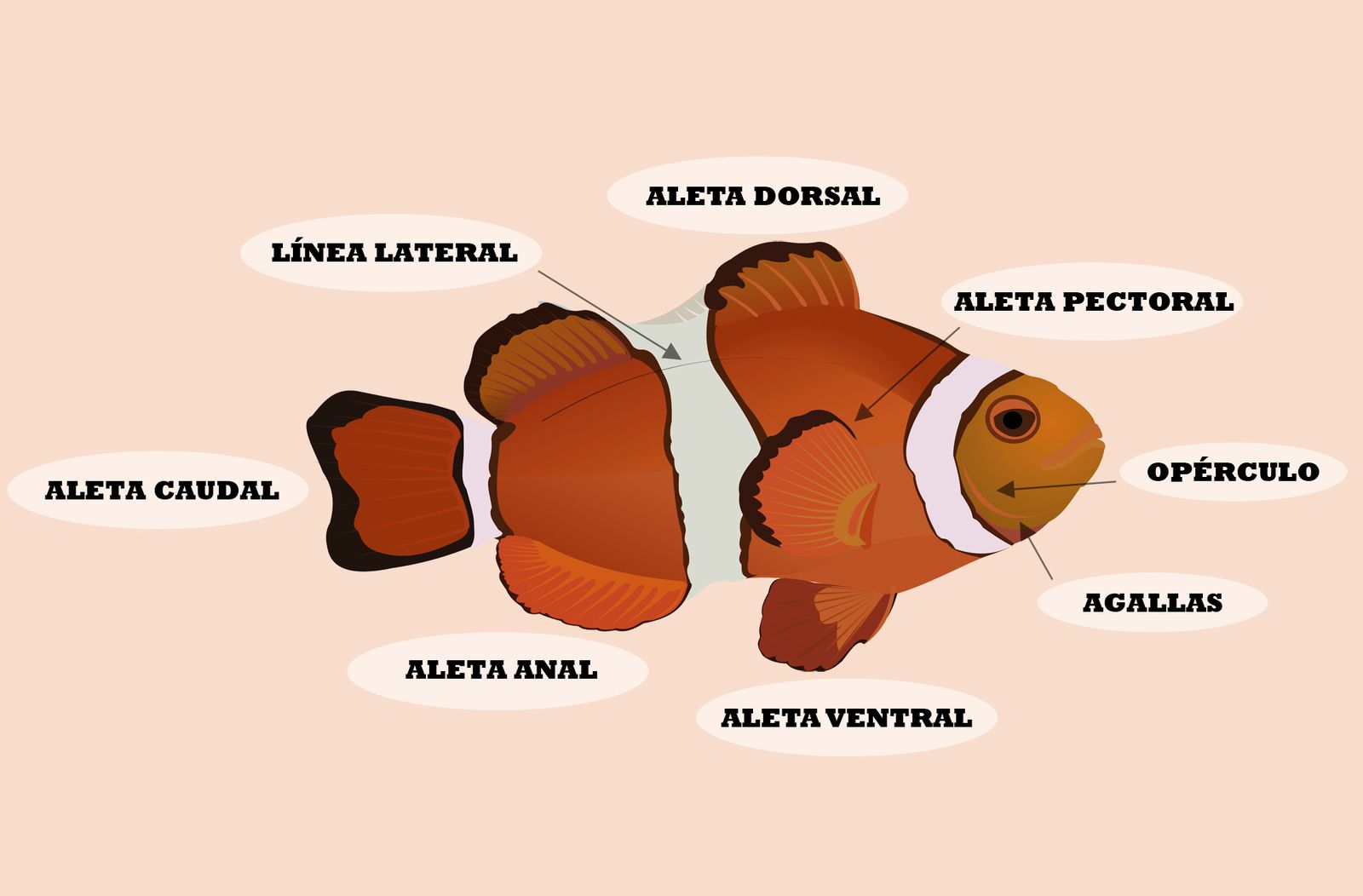 anatomia pez xl