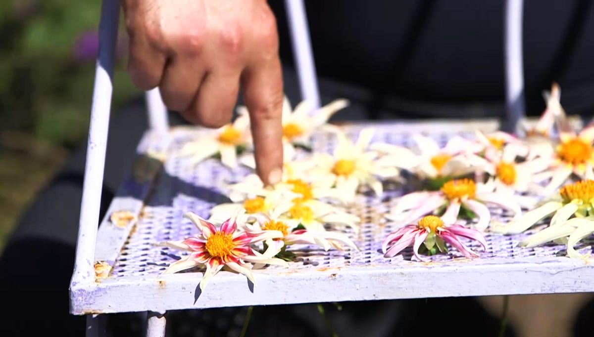 966 semillas.dalias flor rosa