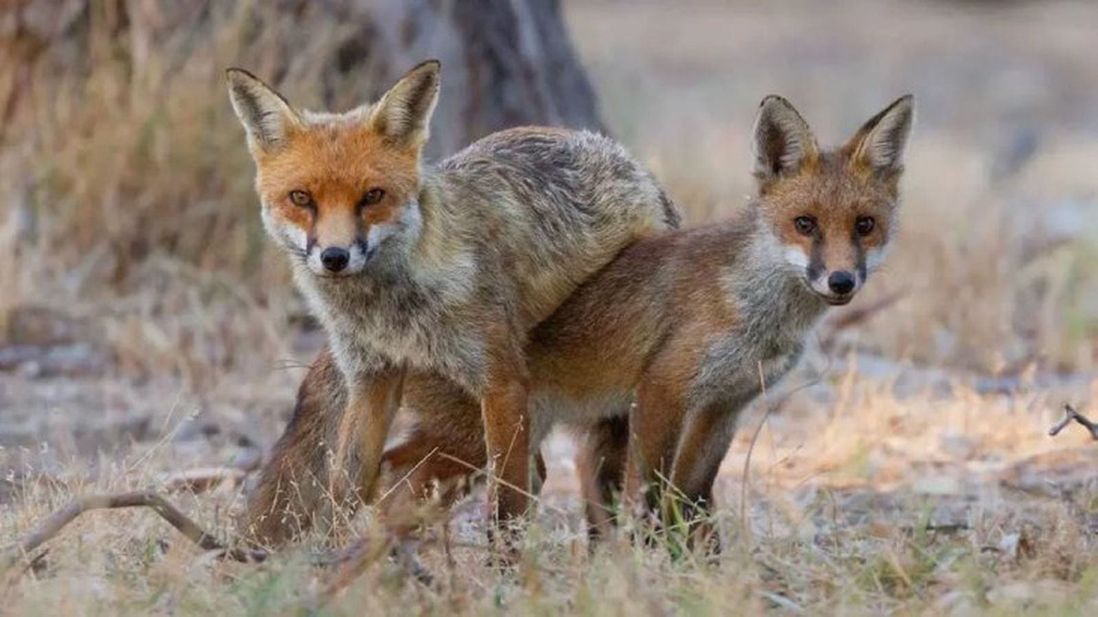 animales prohibidos como mascotas 5